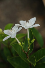 Cape jasmine in garden