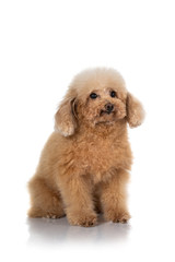 miniature poodle dog isolated