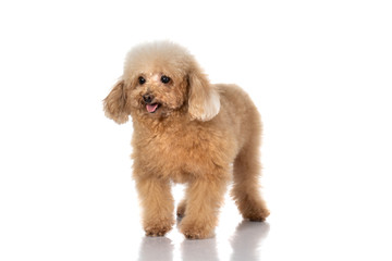 miniature poodle dog isolated