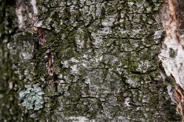trunk of birch covered with moss old tree close-up shot of birch bark