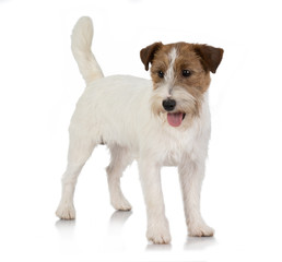 jackrussel dog isolated on white