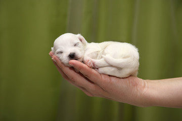 Close Up Of Cute Maltese Puppy One Month Old Sleeping On Woman's Palm, Green Background