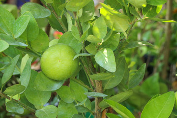 Lime Tree in the farm