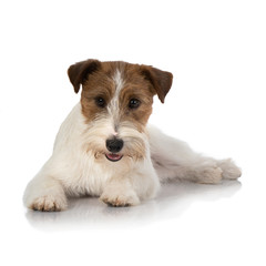 jackrussel dog isolated on white