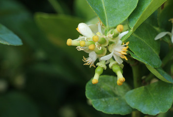 Lime Tree in the farm