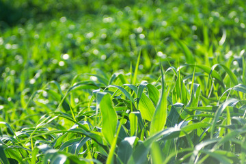 The green corn flush shows the health of the strong corn