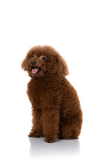 miniature poodle dog isolated