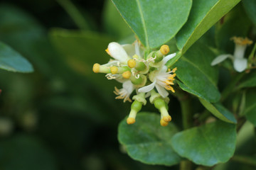 Lime Tree in the farm