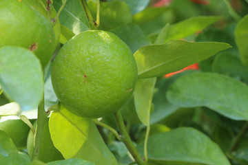 Lime Tree in the farm