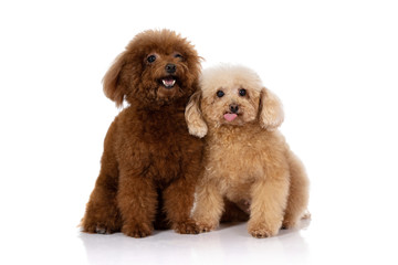 miniature poodle dog isolated