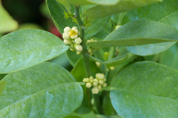 Lime Tree in the farm