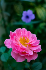 Beautiful pink rose in my garden.