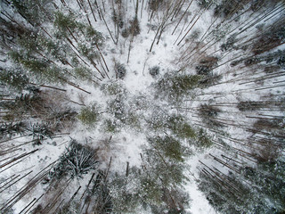 Winter forest. View from above. The photo was taken with a drone. Pine and fir forest in the snow