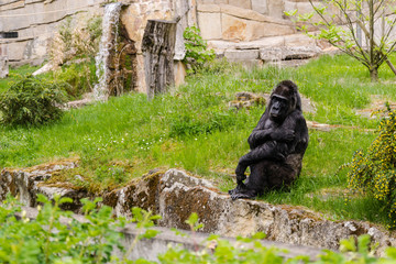Obraz premium .Gorillas at the Zoo - Berlin - Germany