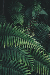 Fern foliage Dark green and cold detail leaf