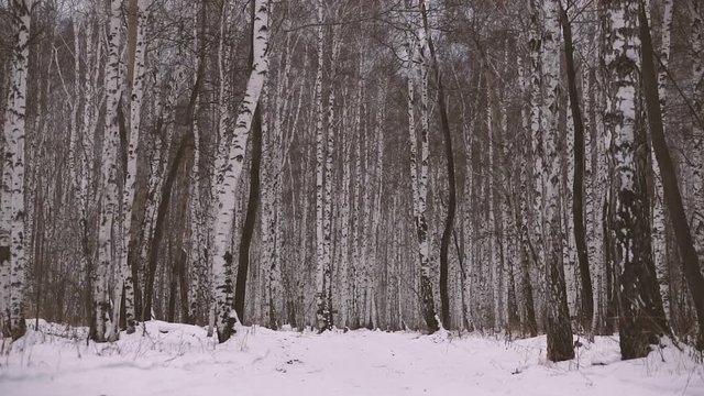 Birch Grove in winter