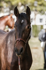 Obraz premium Detail of the head of a purebred Spanish horse