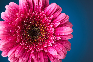 pink; gerbera; isolated; daisy; flower; water; gerber; purple; background; frame; border; stem; spring; bright; flora; floral; nature; natural; summer; season; bloom; blossom; fresh; plant; fragility;