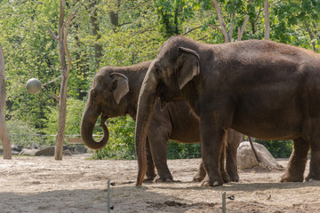 Fototapeta premium Elephant at zoo in Berlin - Germany