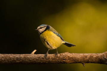 The Blue Tit perches on the cork oak