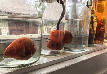 pears in bottles in order to prepare liquor