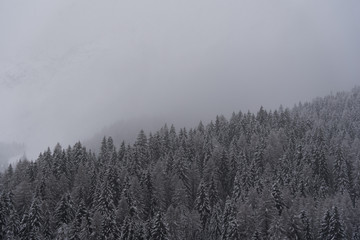 Fototapeta na wymiar Woods covered by the snow, Dolomites Italy