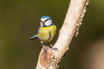 The Blue Tit perches on the cork oak