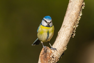 The Blue Tit perches on the cork oak