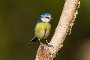 The Blue Tit perches on the cork oak