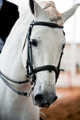 Detail of the head of a purebred Spanish horse