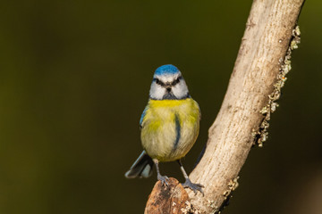The Blue Tit perches on the cork oak