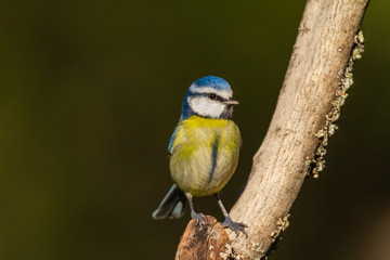 The Blue Tit perches on the cork oak