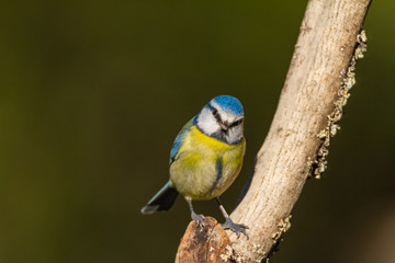 The Blue Tit perches on the cork oak