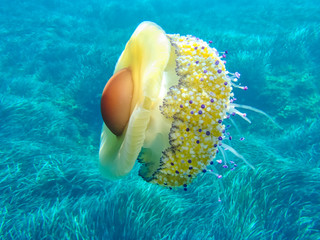Mediterranean jelly or fried egg jellyfish (Cotylorhiza tuberculata) in the wild. Selective focus....