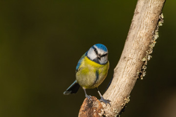 The Blue Tit perches on the cork oak
