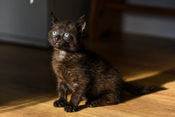 Portrait of a little black kitten with blue eyes.