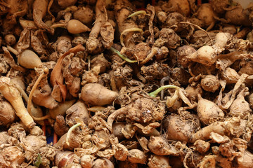 Herbs of Thai Medicine