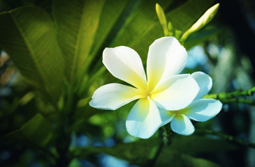 Frangipani,White plumeria spa flower blooming in the garden