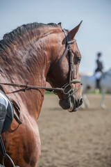 Detail of the head of a purebred Spanish horse