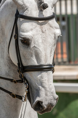 Detail of the head of a purebred Spanish horse
