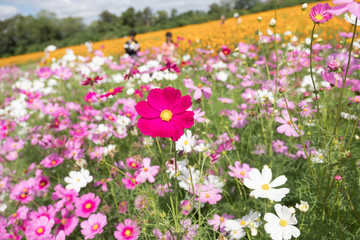 Obraz premium field of cosmos flowers