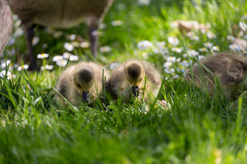 Young canadian goose