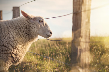 Schaf blickt durch einen Weidezaun in den Sonnenuntergang