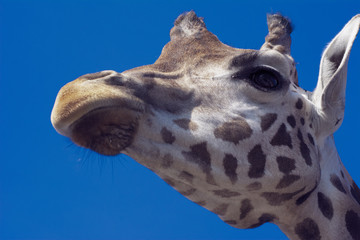 portrait of giraffe