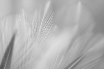 Blur Bird chickens feather texture for background, Fantasy, Abstract, soft color of art design.
