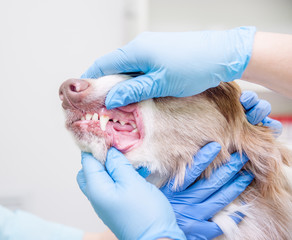 Close up vet examines a dog's teeth
