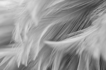 Obraz premium Blur Bird chickens feather texture for background, Fantasy, Abstract, soft color of art design.
