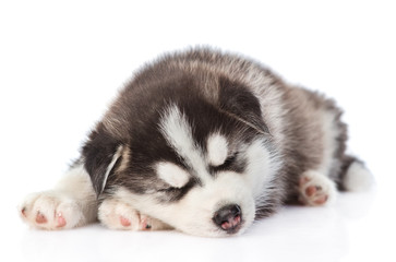 sleeping husky puppy lying in front view. isolated on white background © Ermolaev Alexandr
