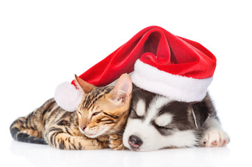 Siberian Husky puppy in red christmas hat sleep with bengal kitten. isolated on white background