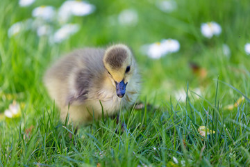 Young canadian goose